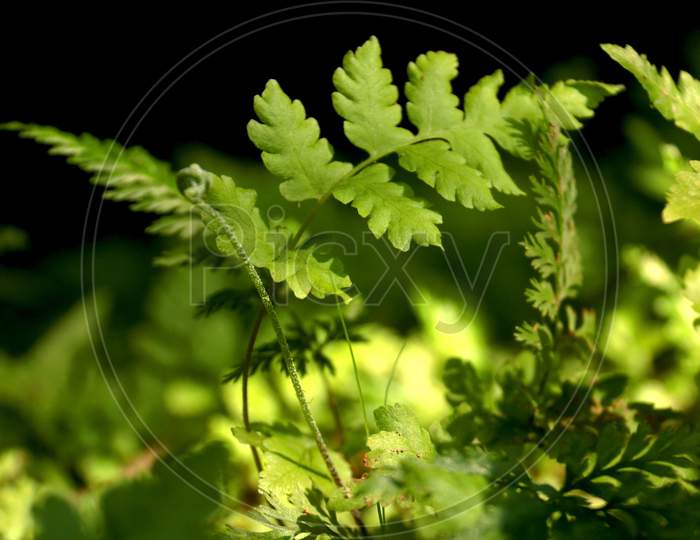 sequence of plants growing in the ground outdoors anf green leaf in blur background