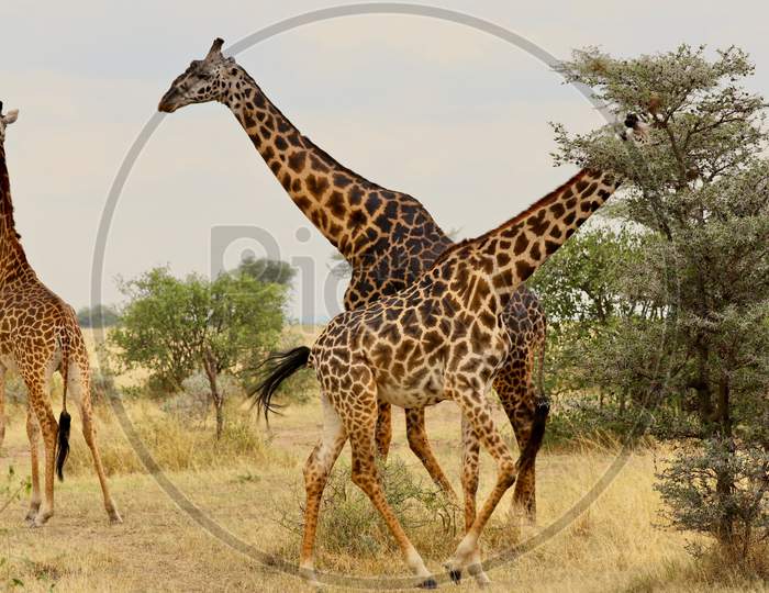 Giraffe In Masai Mara Safari Park In Kenya Africa