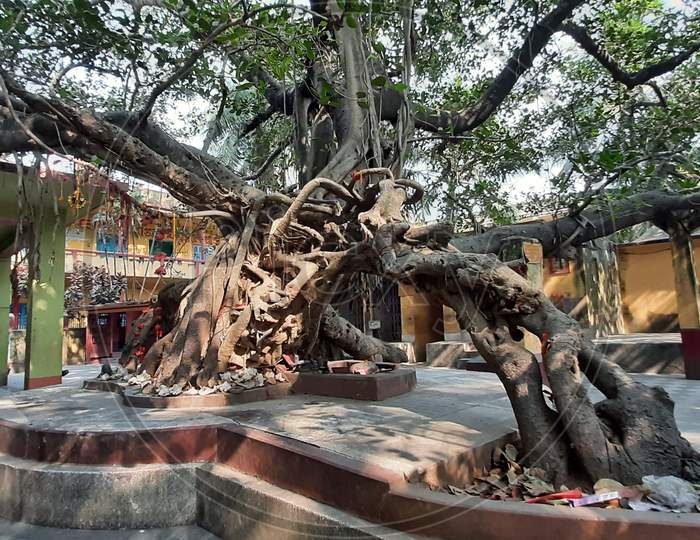 A Very Old Ancient Tree, Banyan Tree