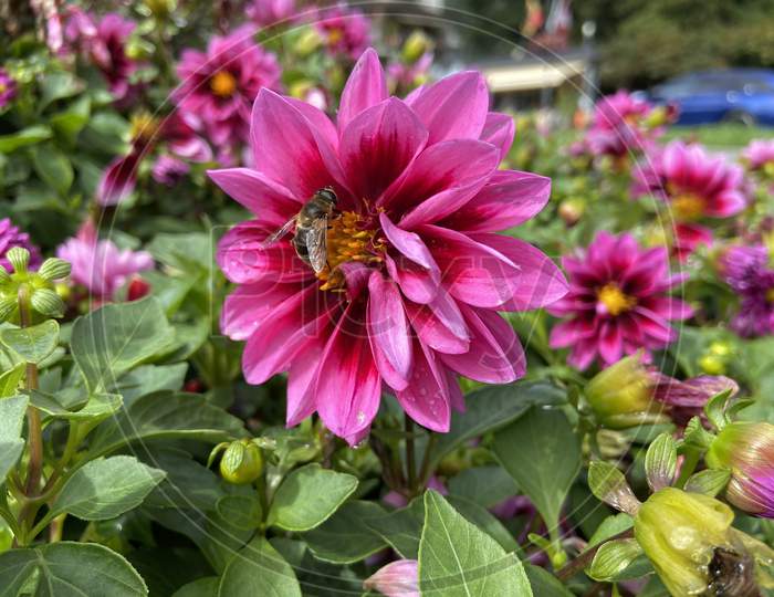 Busy bee in flowers