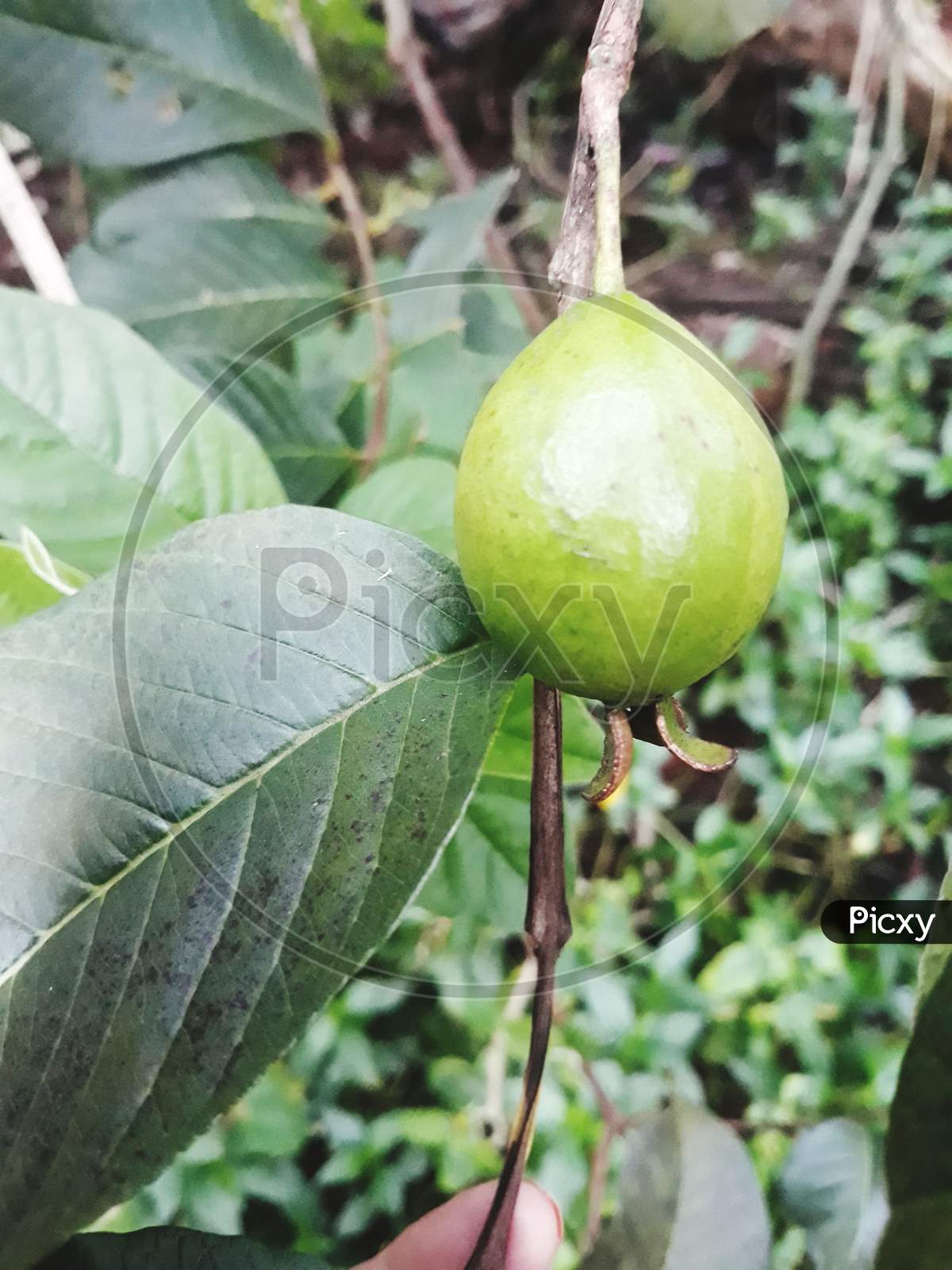 Pear nut