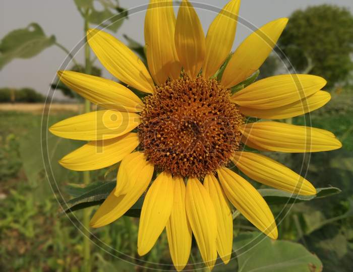 Real view of Sunflower