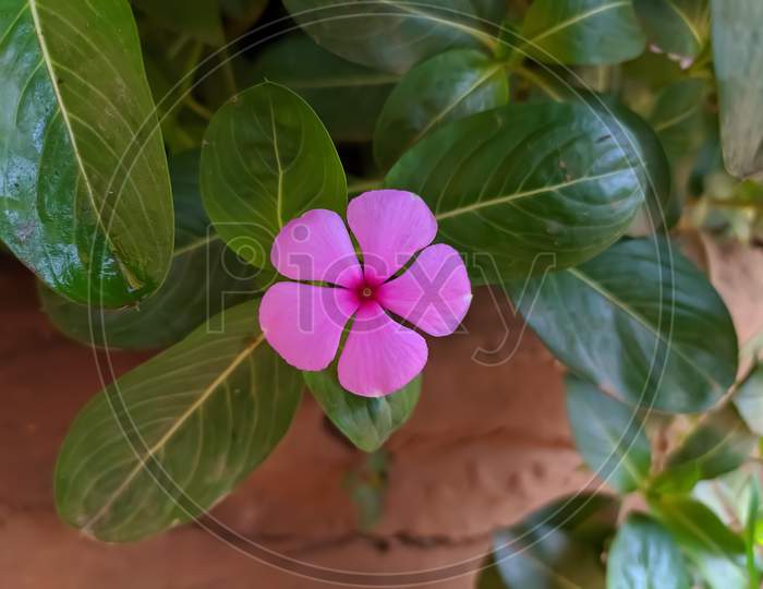Perennial plant pink flower green Perennial in indian village home garden