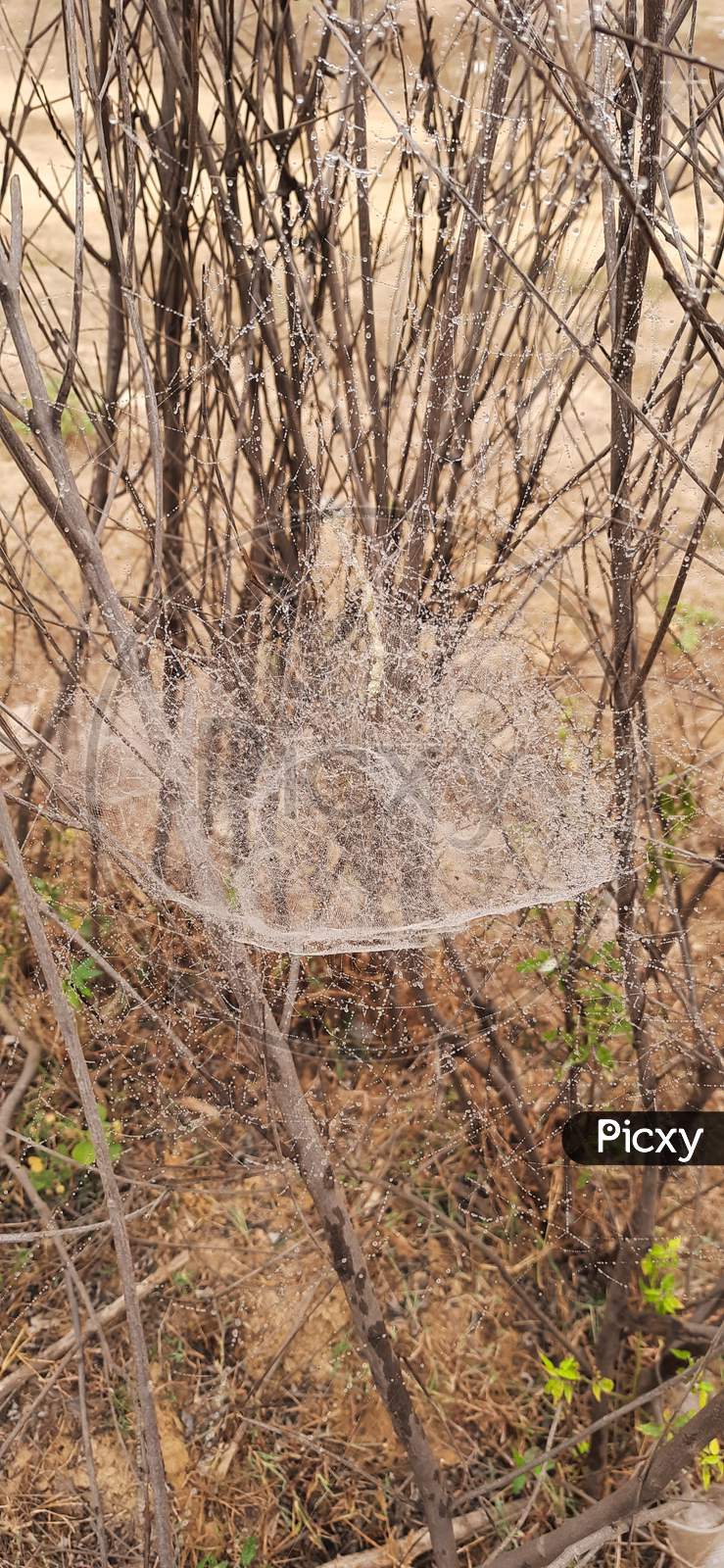 Spider Web in Curved Shape And its covered with Fog Drops, Natures Beauty in Spider Web