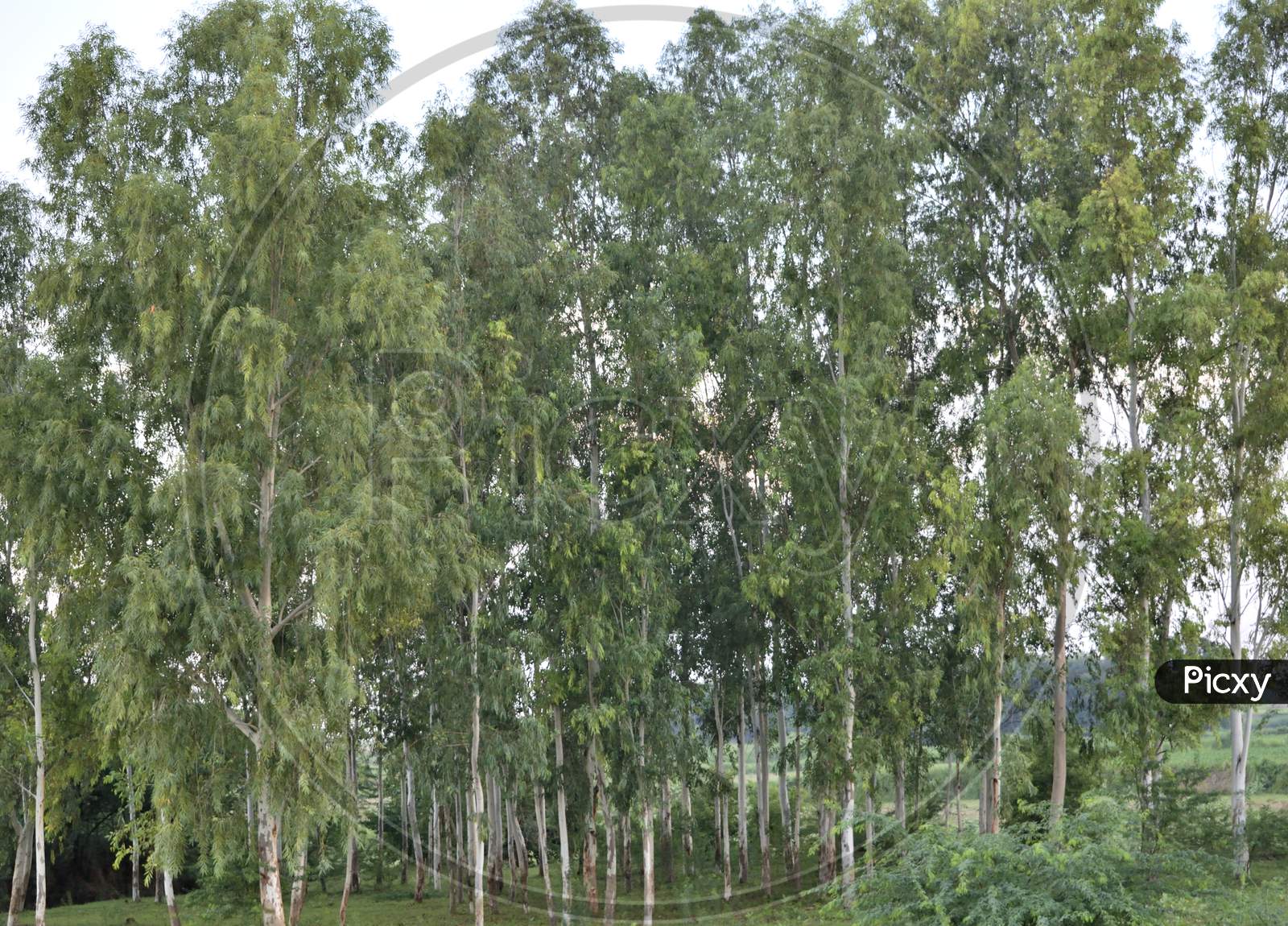 Eucalyptus Garden
