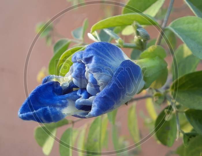 A beautiful blue colored blooming flower