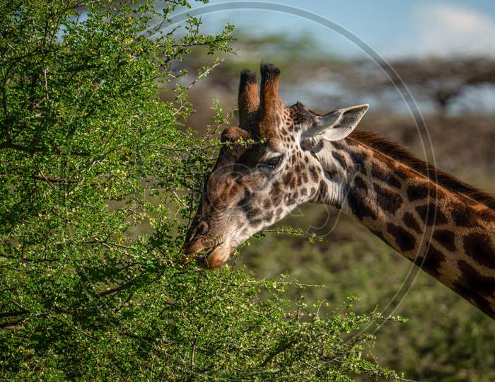 Giraffe In Safari Park In Africa