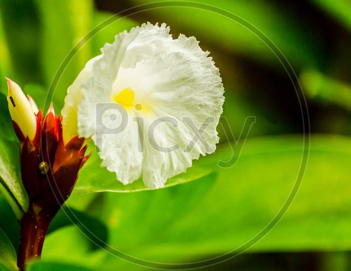 Costus Flower