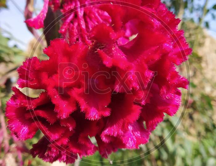 Botany flower red