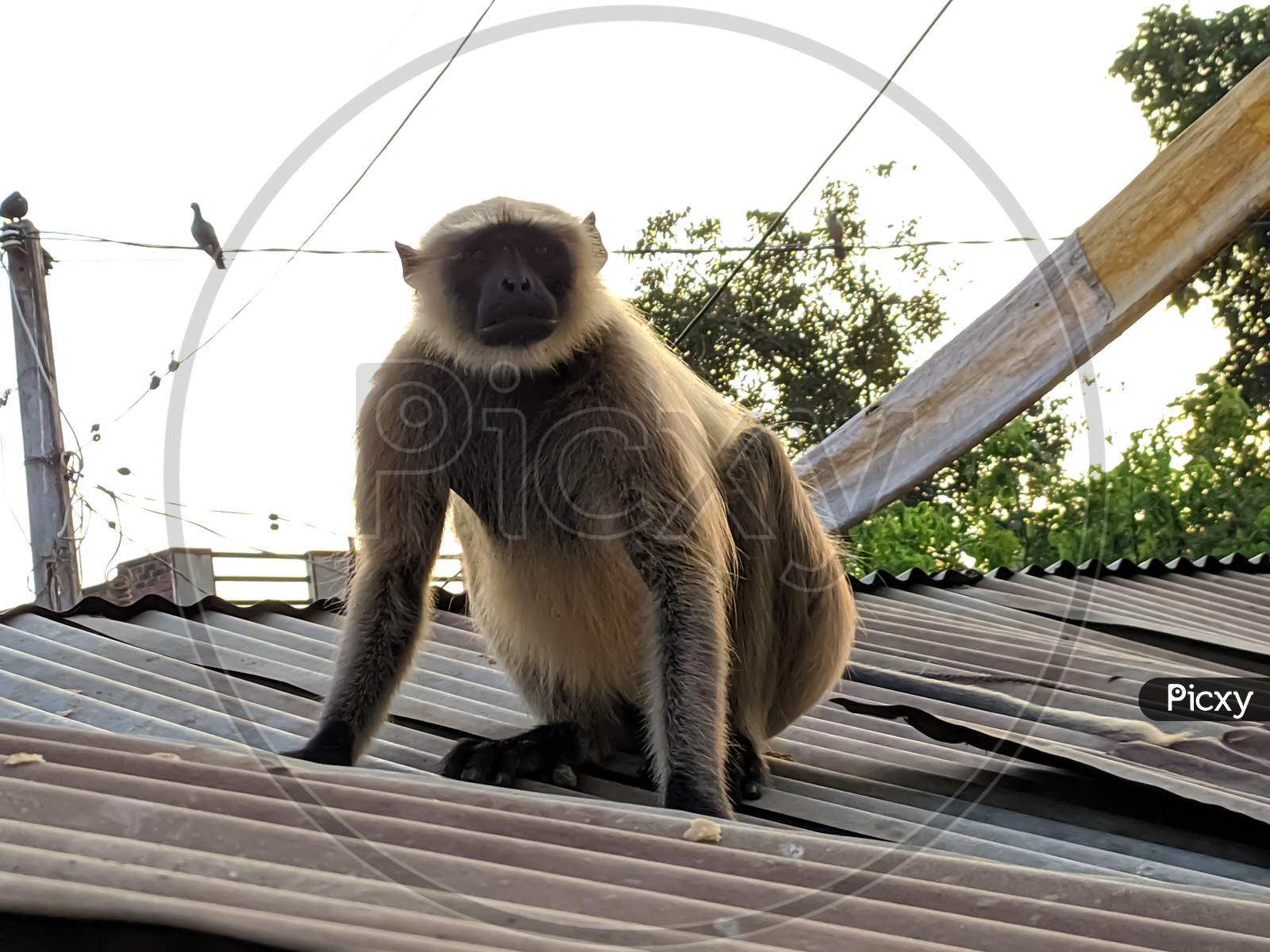 gray hair colour monkey langur indian village indian village langur monkey
