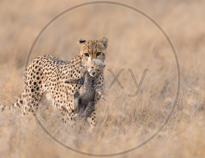 Cheetah Male Walking And Looking For Prey