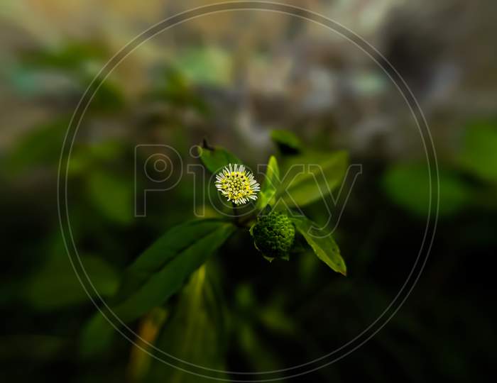 Eclipta prostrata plant flower garden flowers
