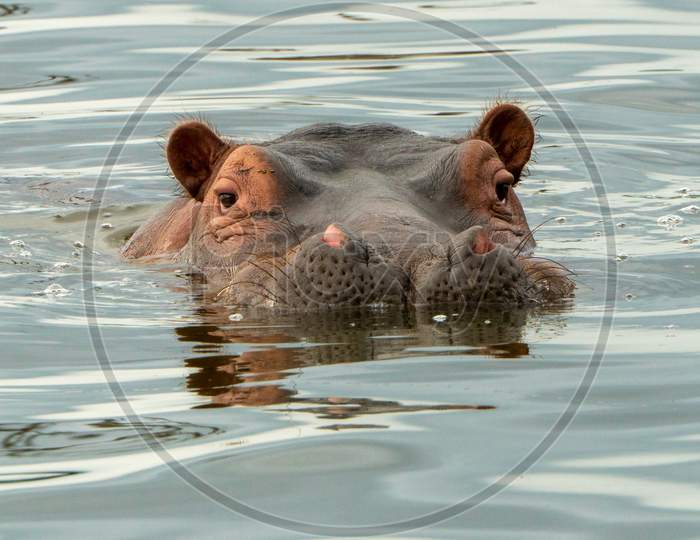 The Common Hippopotamus (Hippopotamus Amphibius), Or Hippo Lying In Water