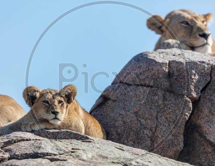 The Big Lion Relaxed On The Rock At Serengeti Natural Park