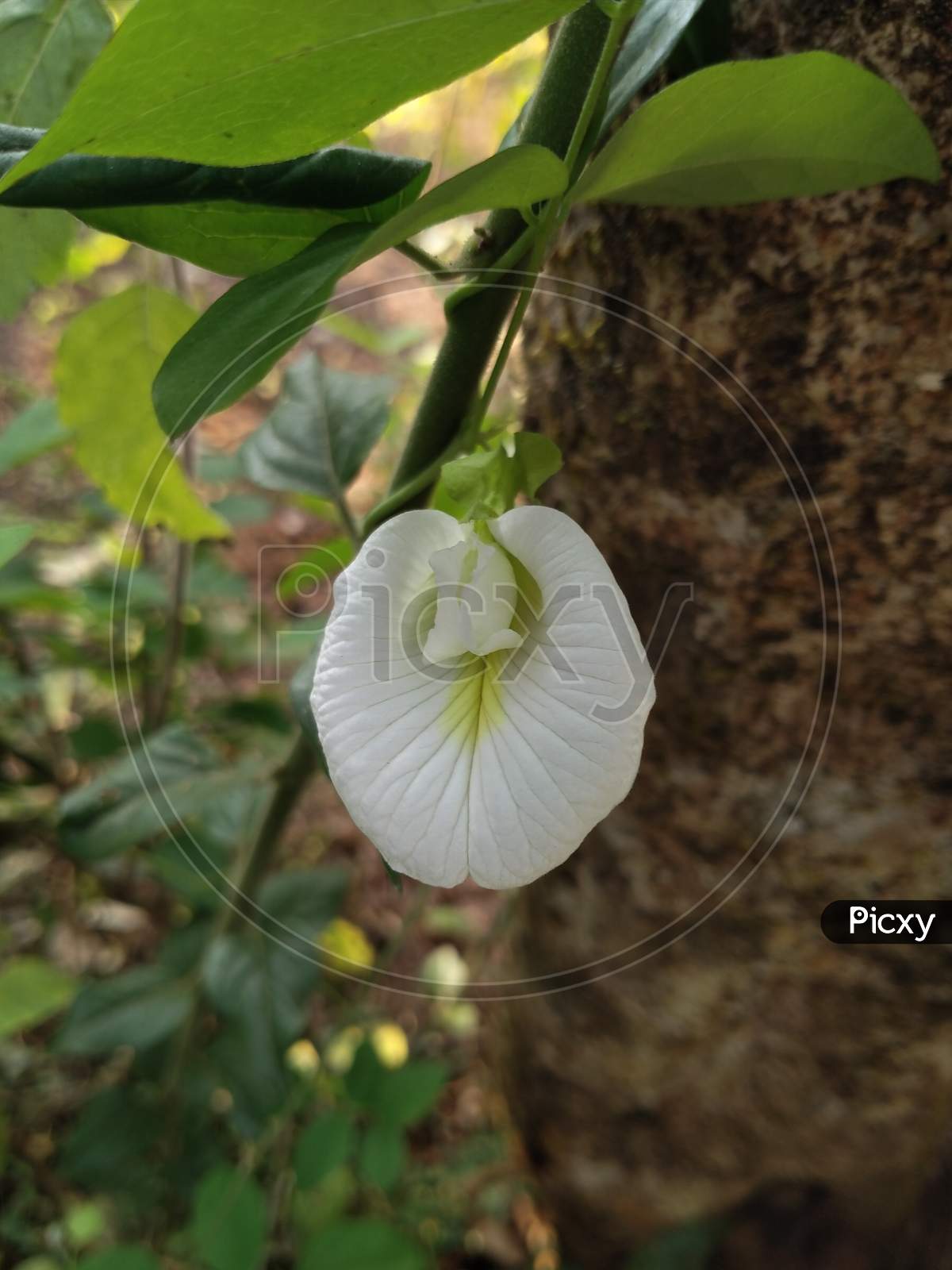 White aparajita or clitoria flower
