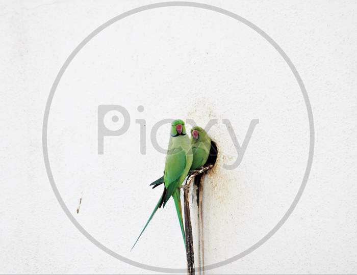 Green Parrot searching place to build nest