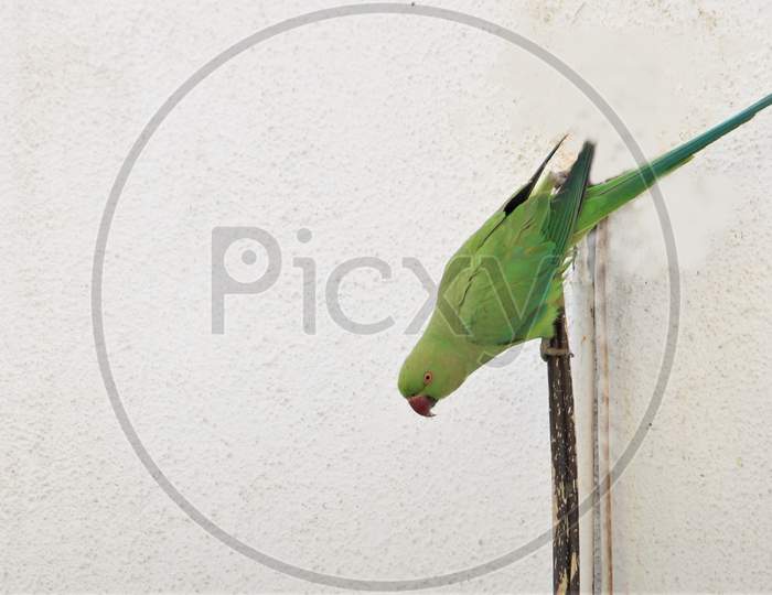 Green Parrot searching place to build nest