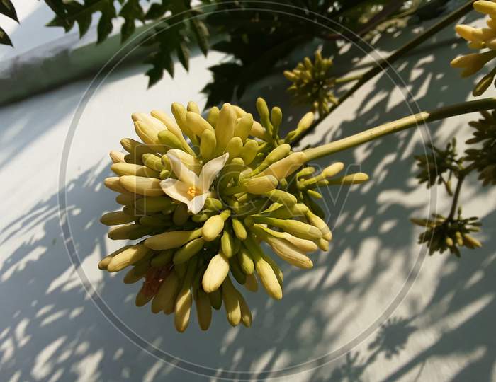 The flower of Indian papaya