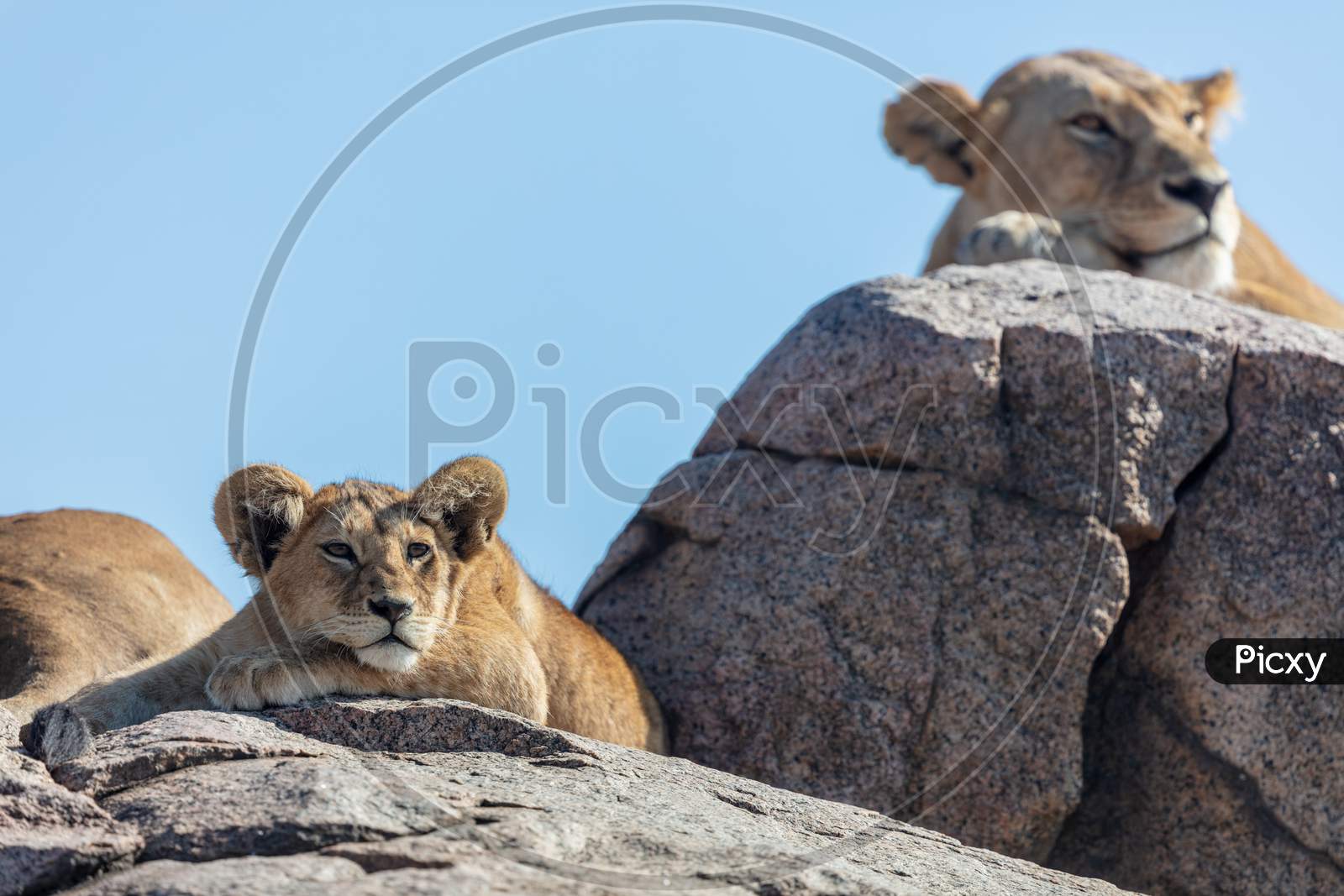 The Big Lion Relaxed On The Rock At Serengeti Natural Park