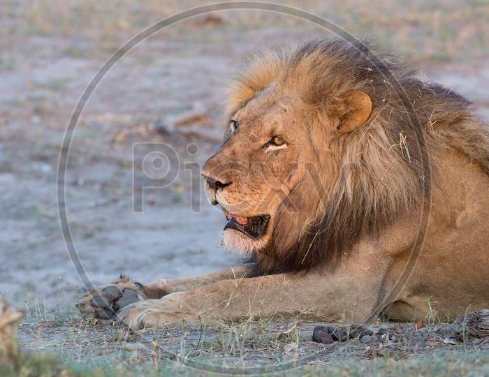 Mighty Lion Watching The Lionesses Who Are Ready For The Hunt In Masai Mara, Kenya