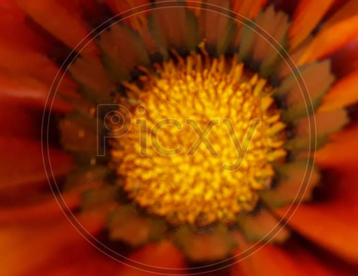 The beautiful macro or daisy flower of India
