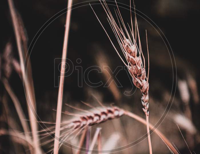 Wheat plant 🌾
