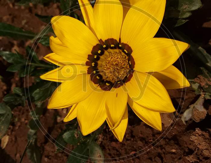 The beautiful macro or daisy flower of India