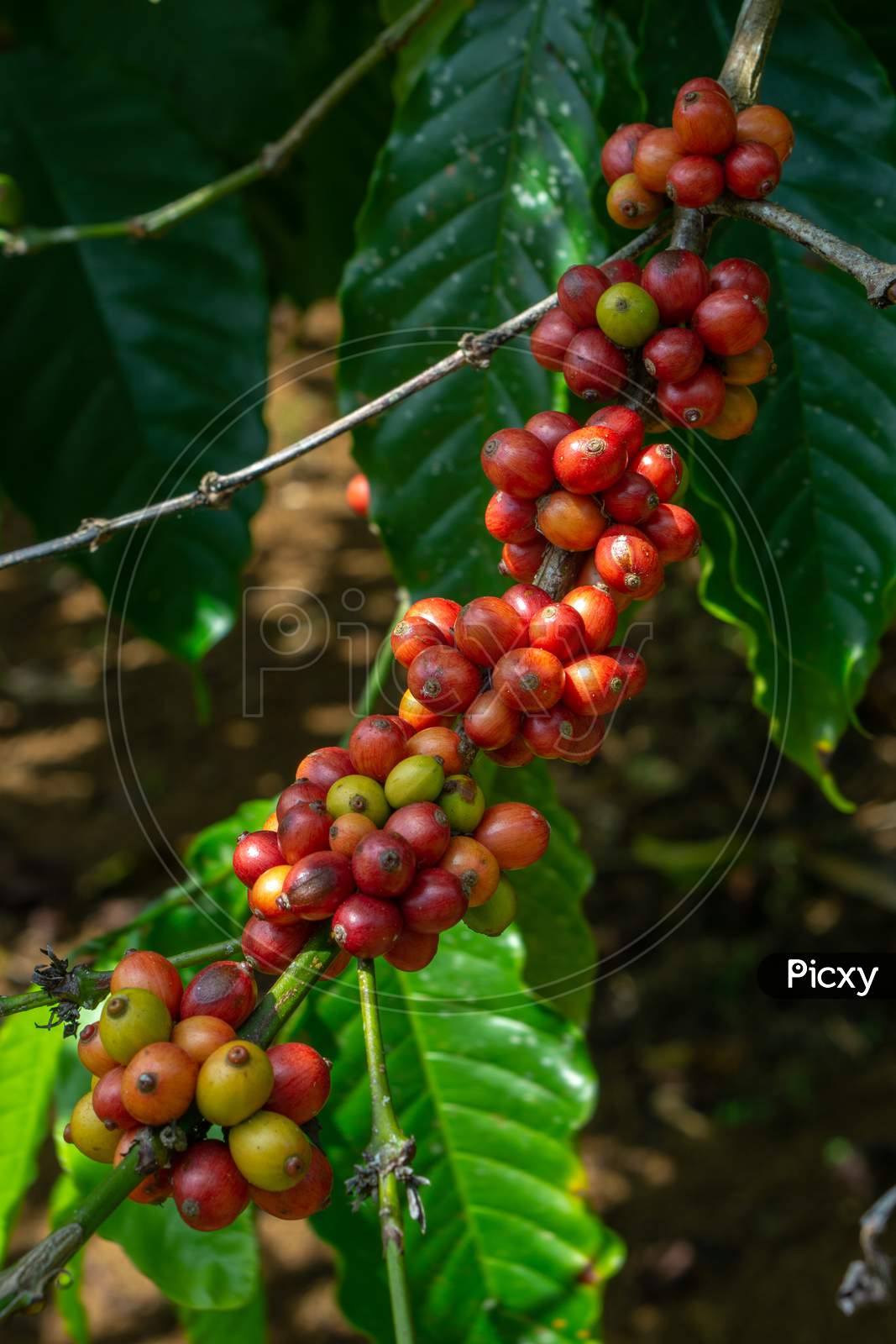 Fresh Raw Coffee Beans In The Plant