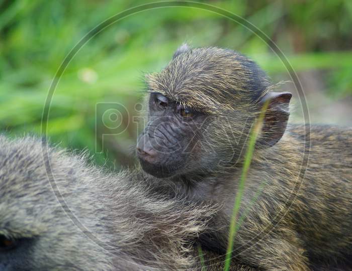 Olive Baboon Sitting Amongst Leafy Vegetation In The Evergreen Forest