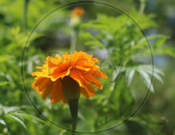 Potrait shot of marigold flower
