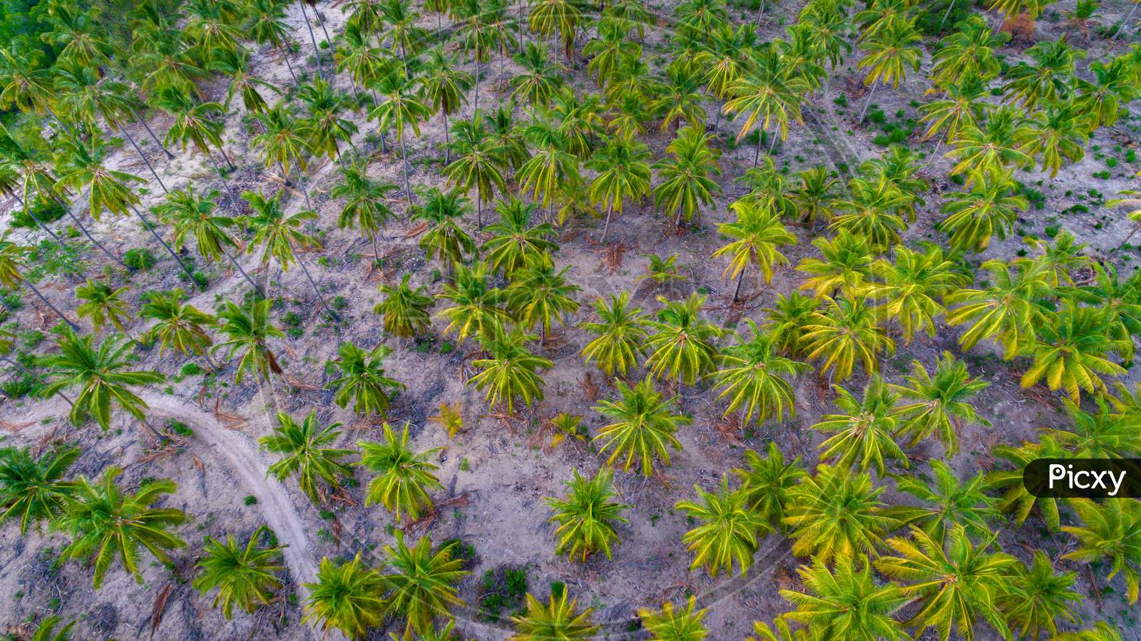 Palm Trees, Mafia Island