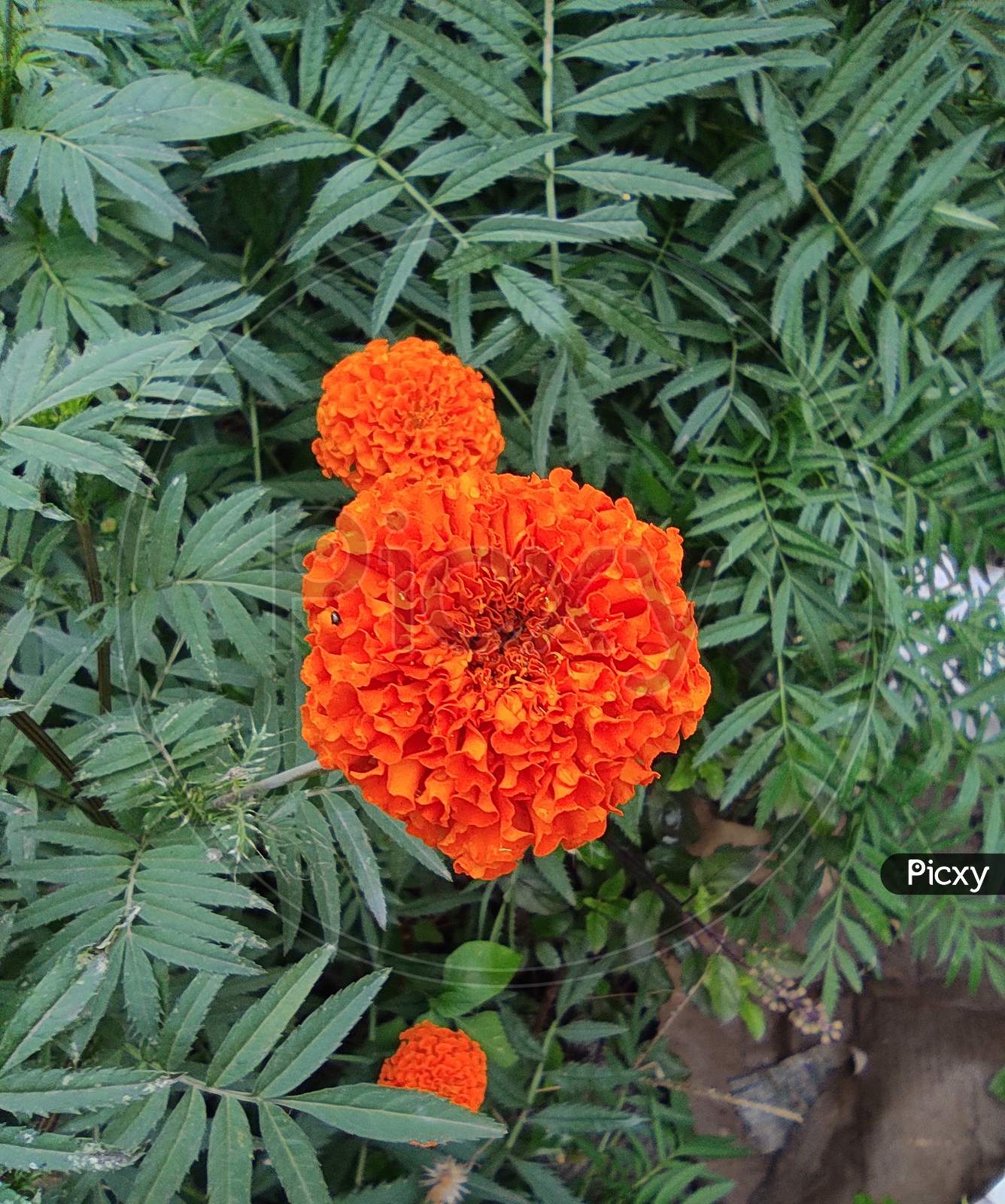 indian marigold flower