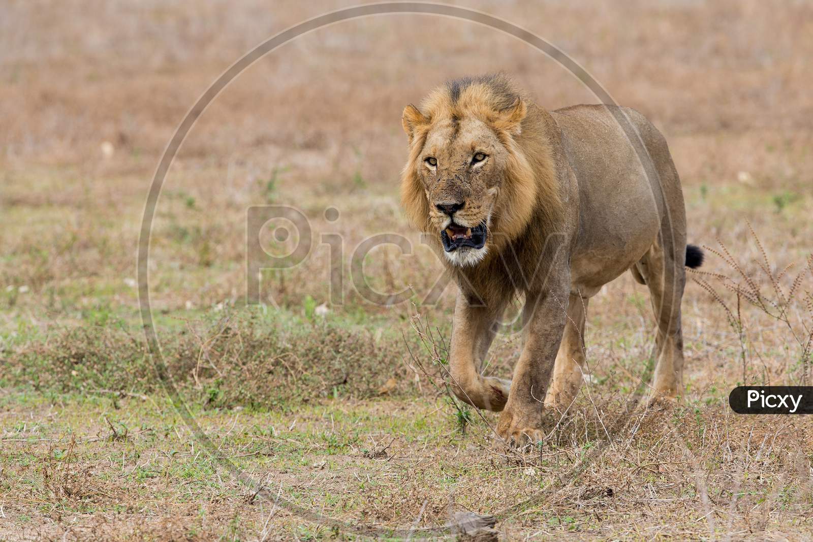 Mighty Lion Watching The Lionesses Who Are Ready For The Hunt In Masai Mara, Kenya