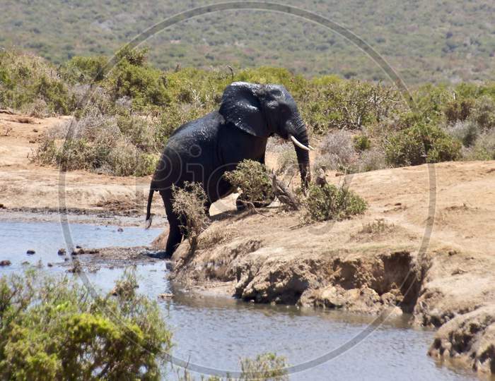 Black elephant