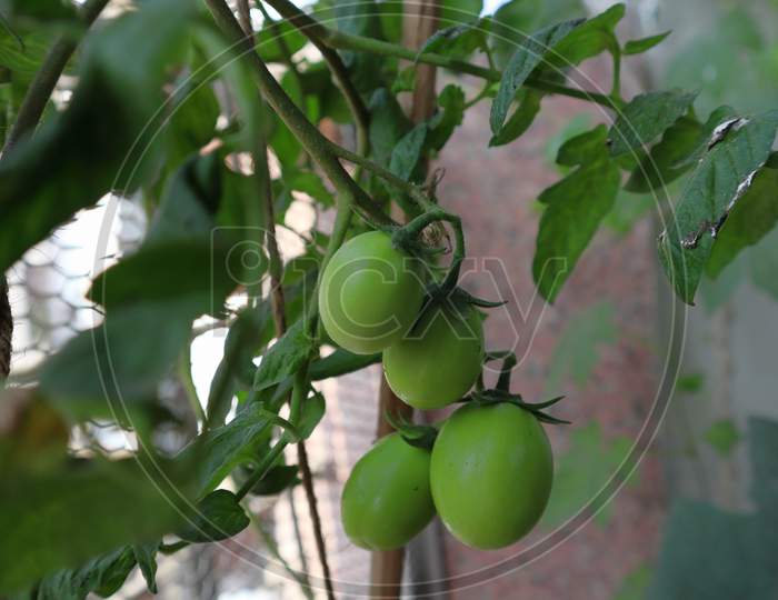 Unripe Tomato Plant in a Household Garden
