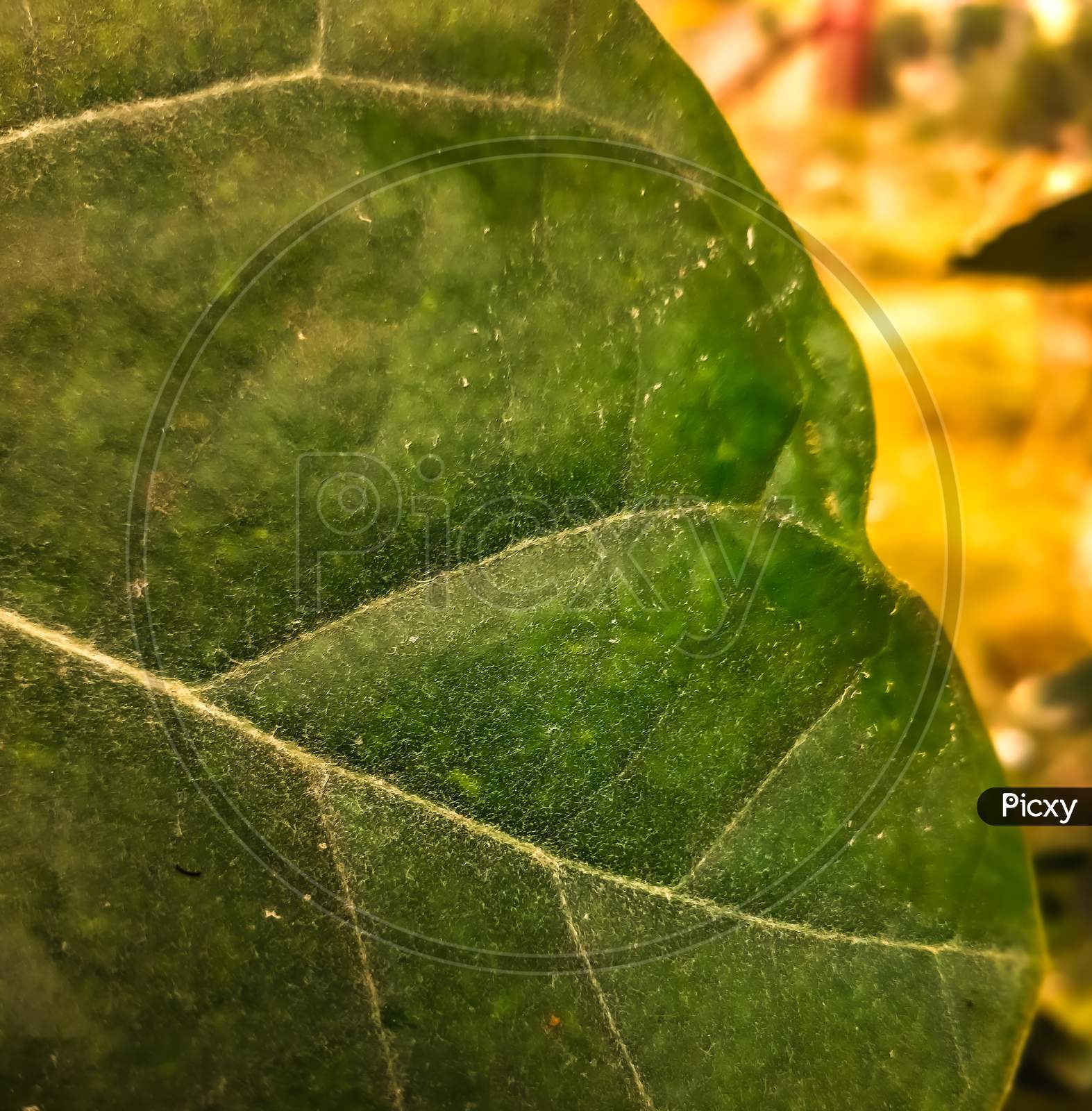 A Leaf Is The Principal Lateral Appendage Of The Vascular Plant Stem