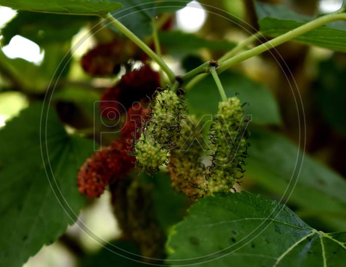 Mulberry  tree with fruit