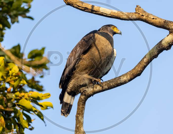 Crested Serpent Eagle perched on tree