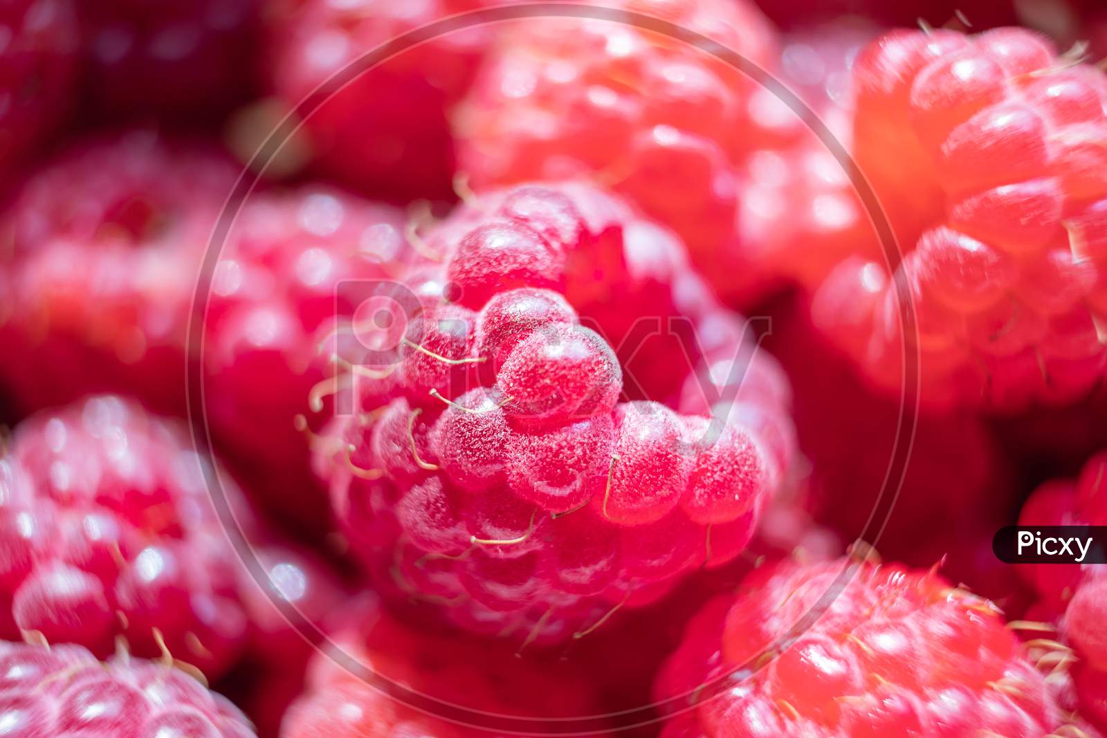 Raspberries Close-Up. Fresh Harvest Of Berries, Macro Photo. Concept Of Organic Healthy Wholesome Vitamin Food.