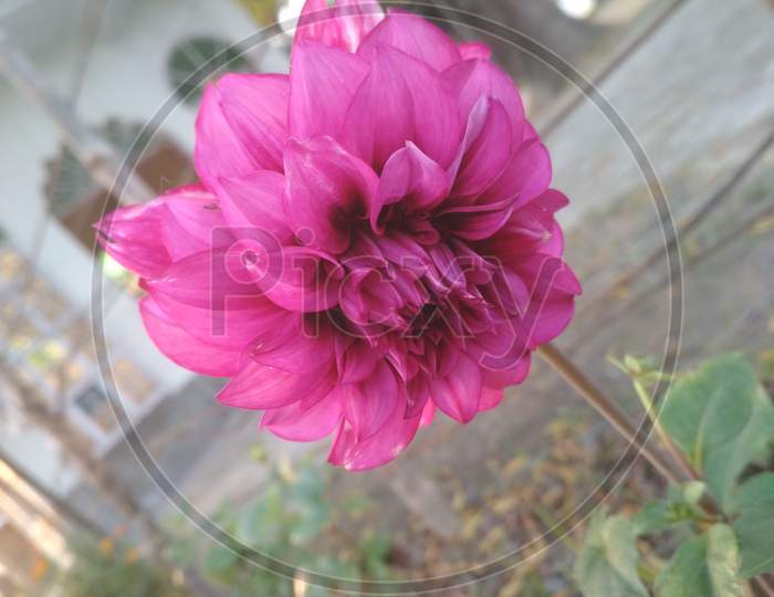 Flowerindia