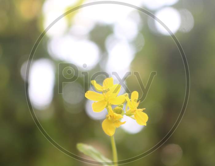 Potrait shot of mustard flower