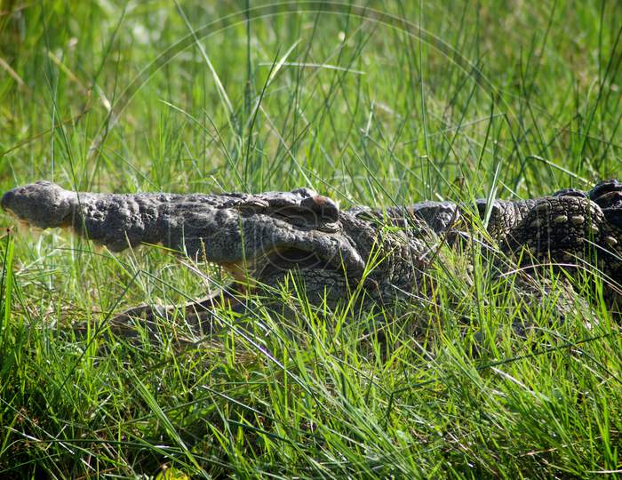 Crocodile In Tsavo East National Park. Kenya.