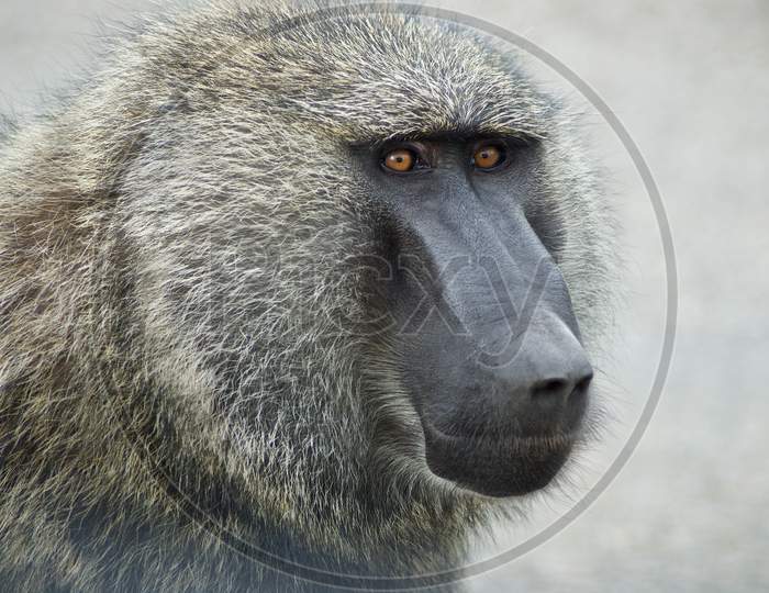Olive Baboon Sitting Amongst Leafy Vegetation In The Evergreen Forest