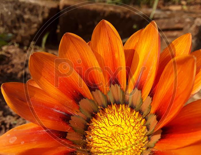 The beautiful macro or daisy flower of India