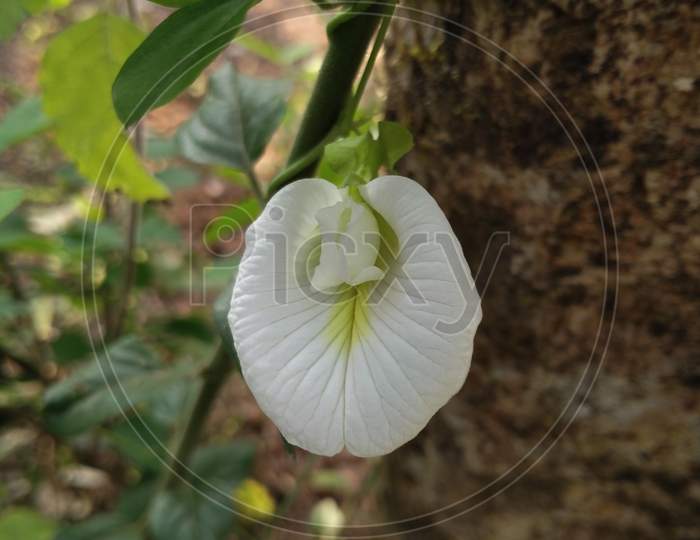 White aparajita or clitoria flower