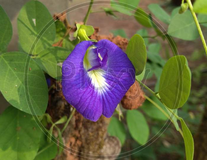 Blue aparajita or clitoria flower