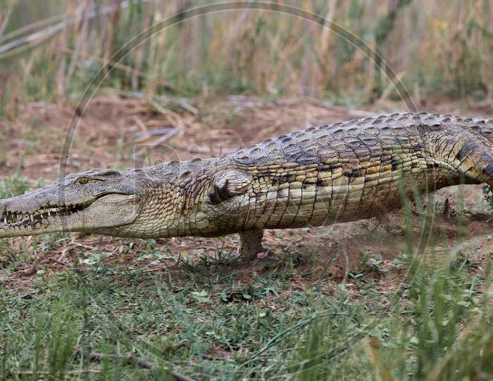 Crocodile In Tsavo East National Park. Kenya.