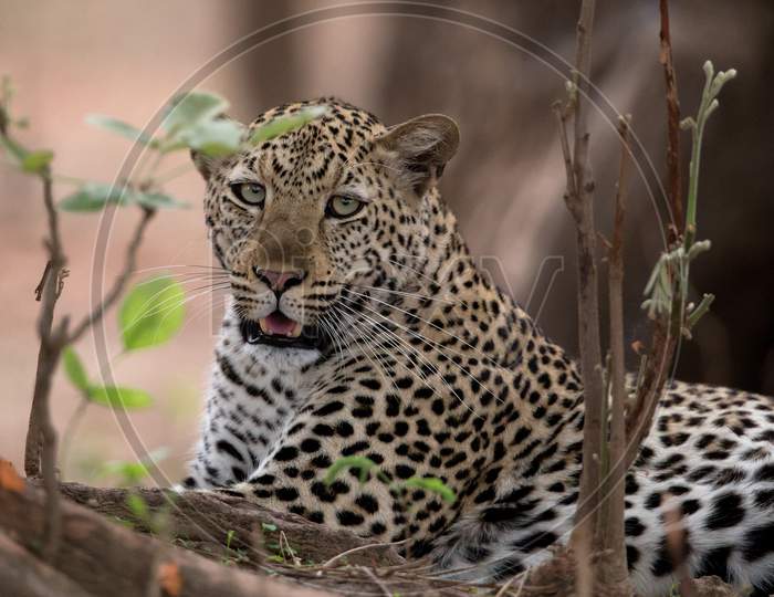 Beautiful Leopard In Masai Mara, Kenya