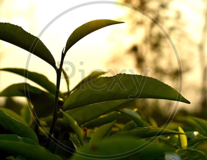 Beautiful  green view of Assam,tea garden