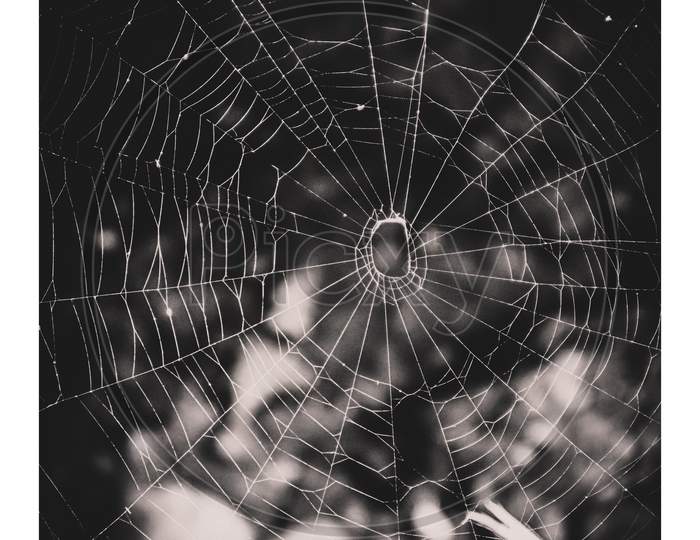 Spider web 🕸